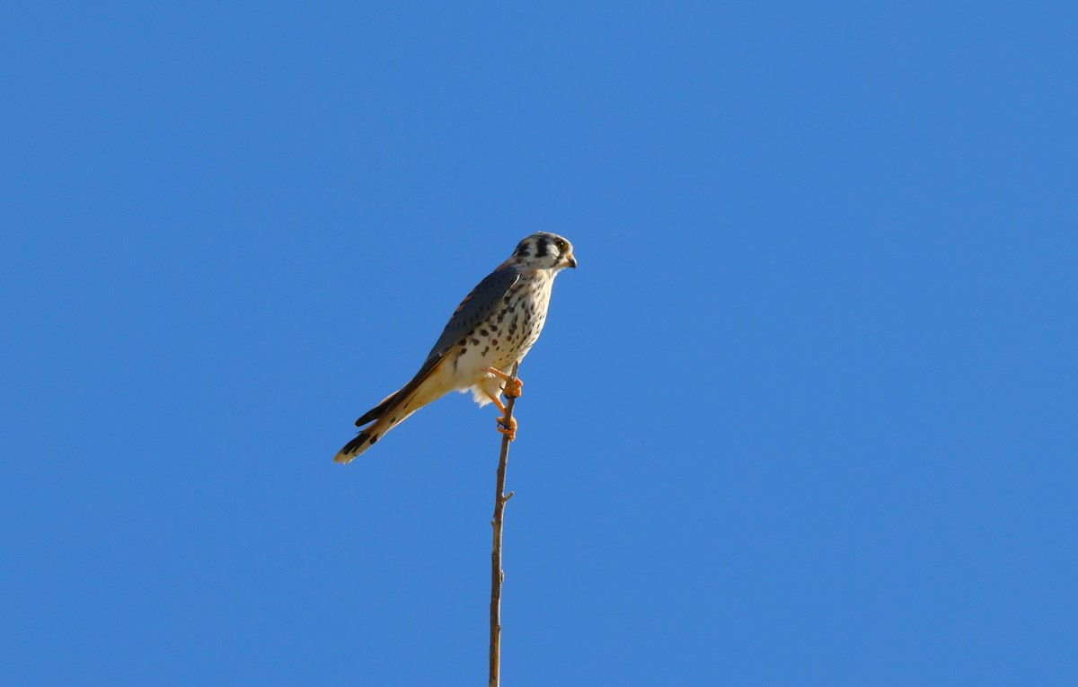 Buntfalke - ML646774165