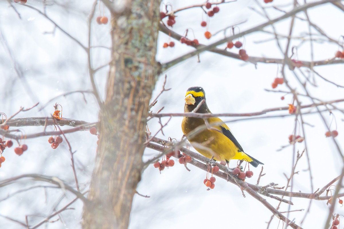 Evening Grosbeak - ML646774167