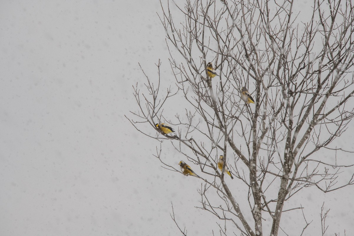 Evening Grosbeak - ML646774168