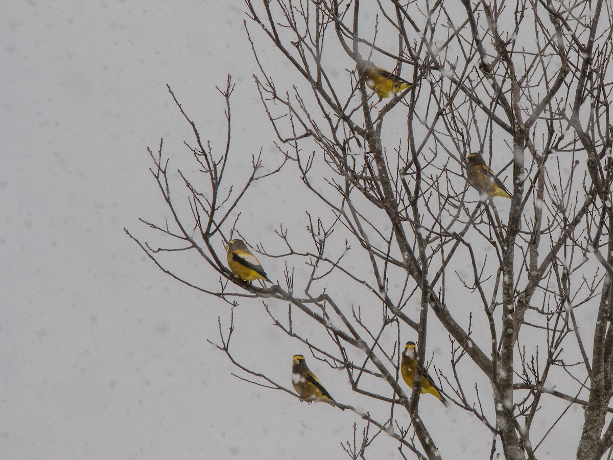 Evening Grosbeak - ML646774169