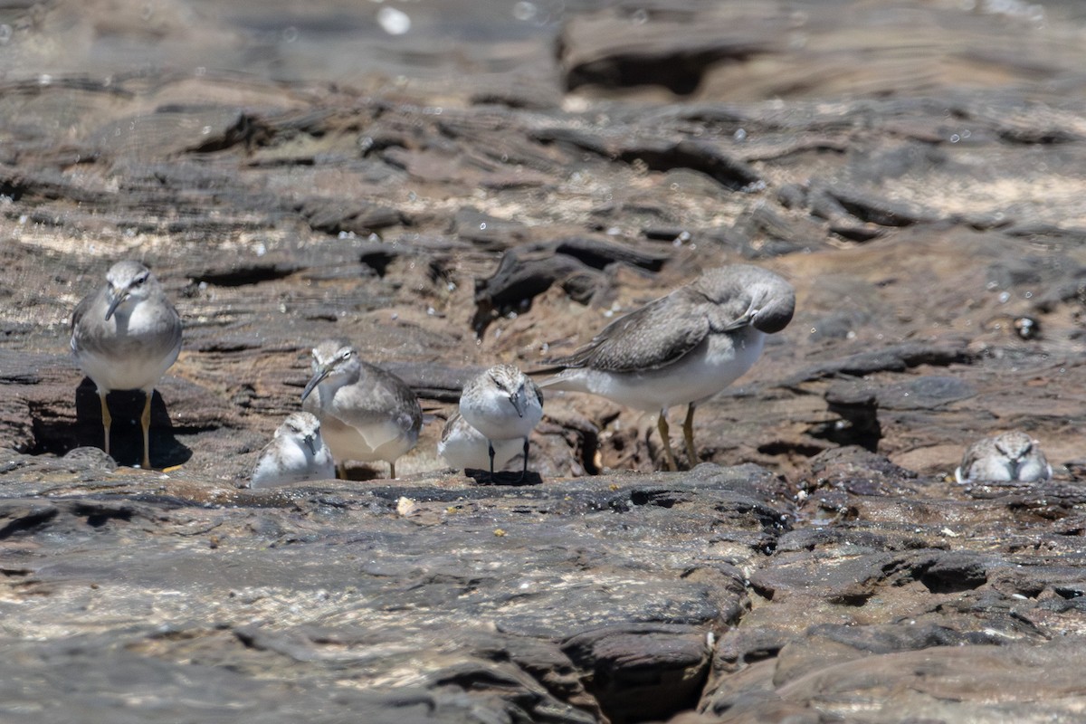 Сибирский пепельный улит - ML646774170