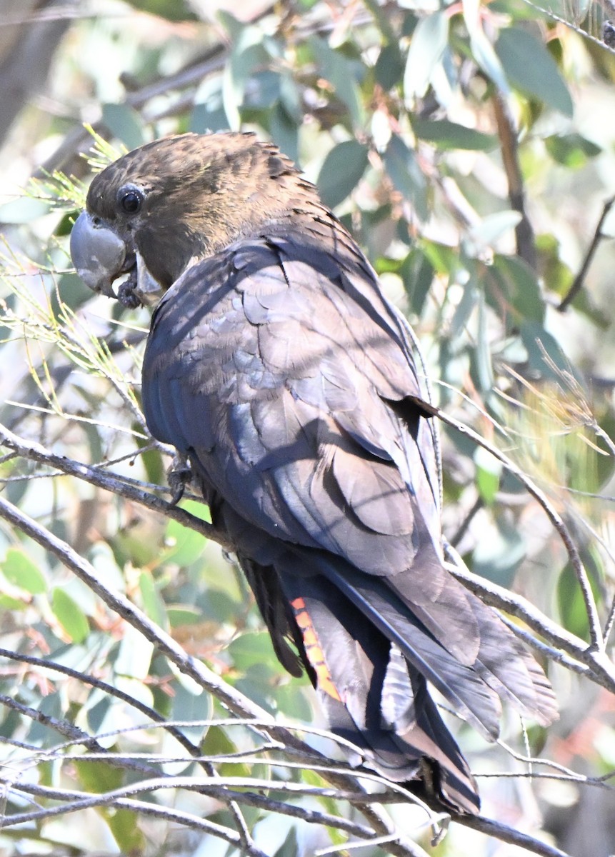 Glossy Black-Cockatoo - ML646774173