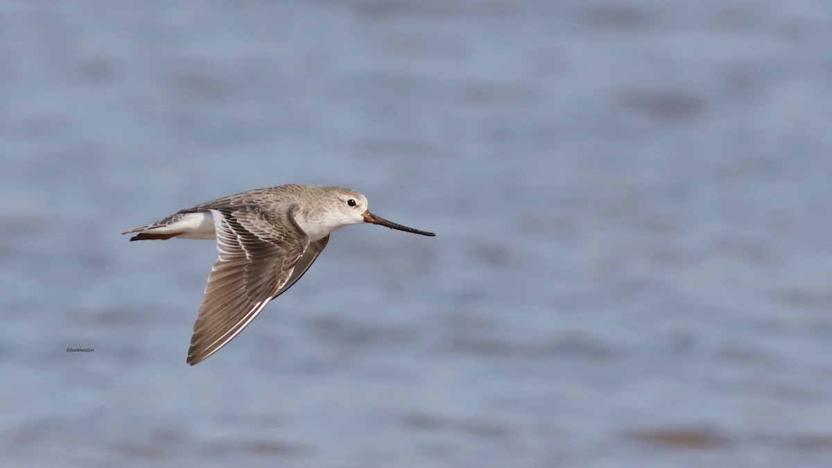 ביצנית אפורה - ML646774174