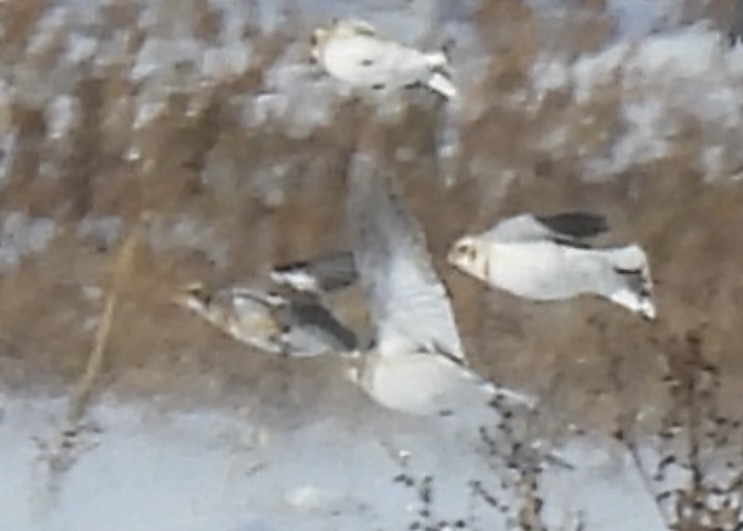 Snow Bunting - ML646774175