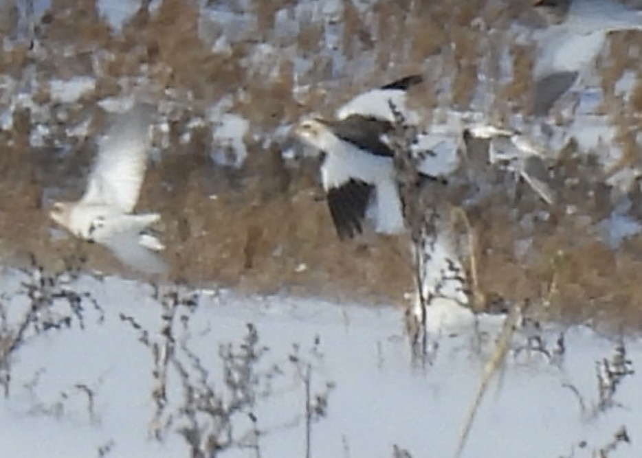 Snow Bunting - ML646774176