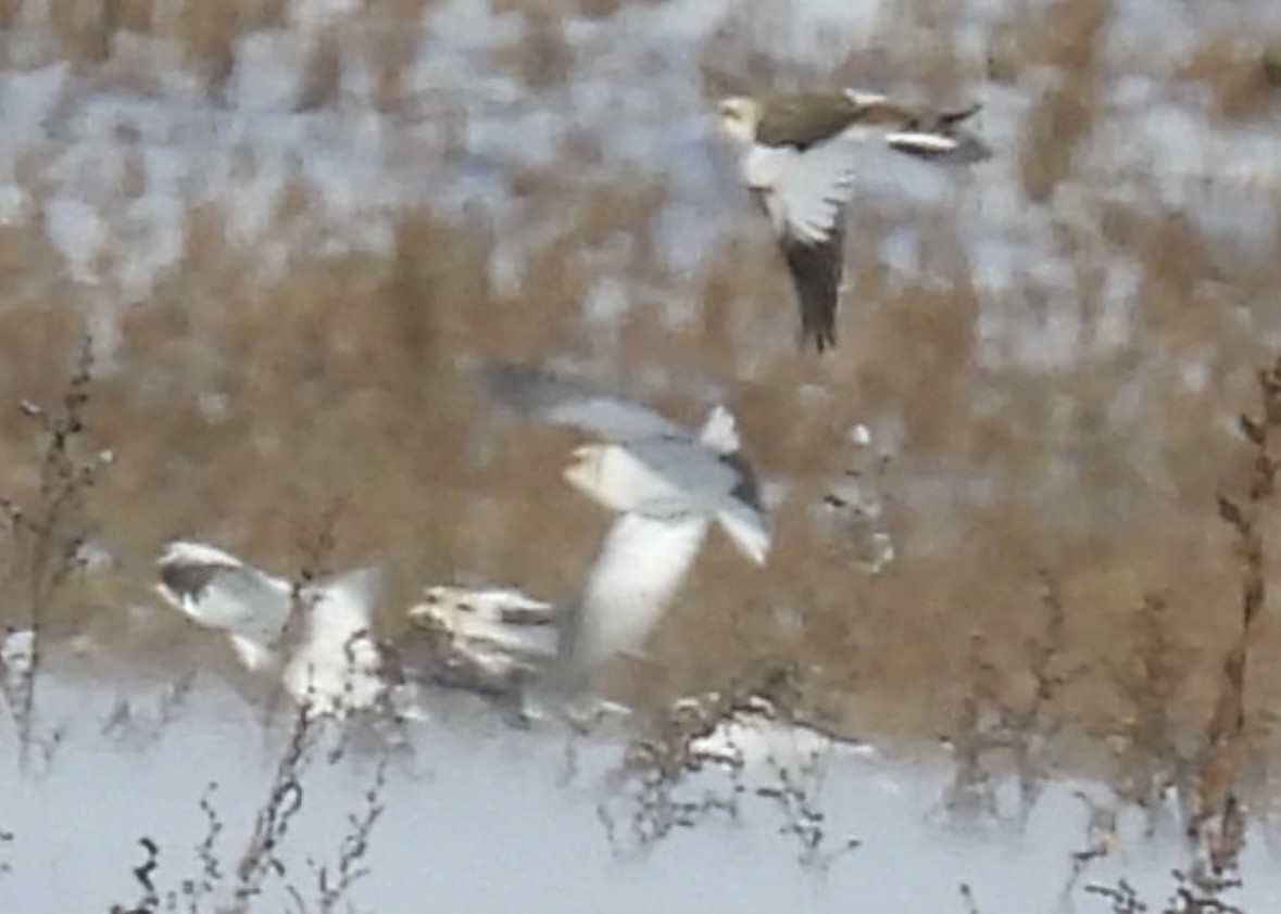 Snow Bunting - ML646774177