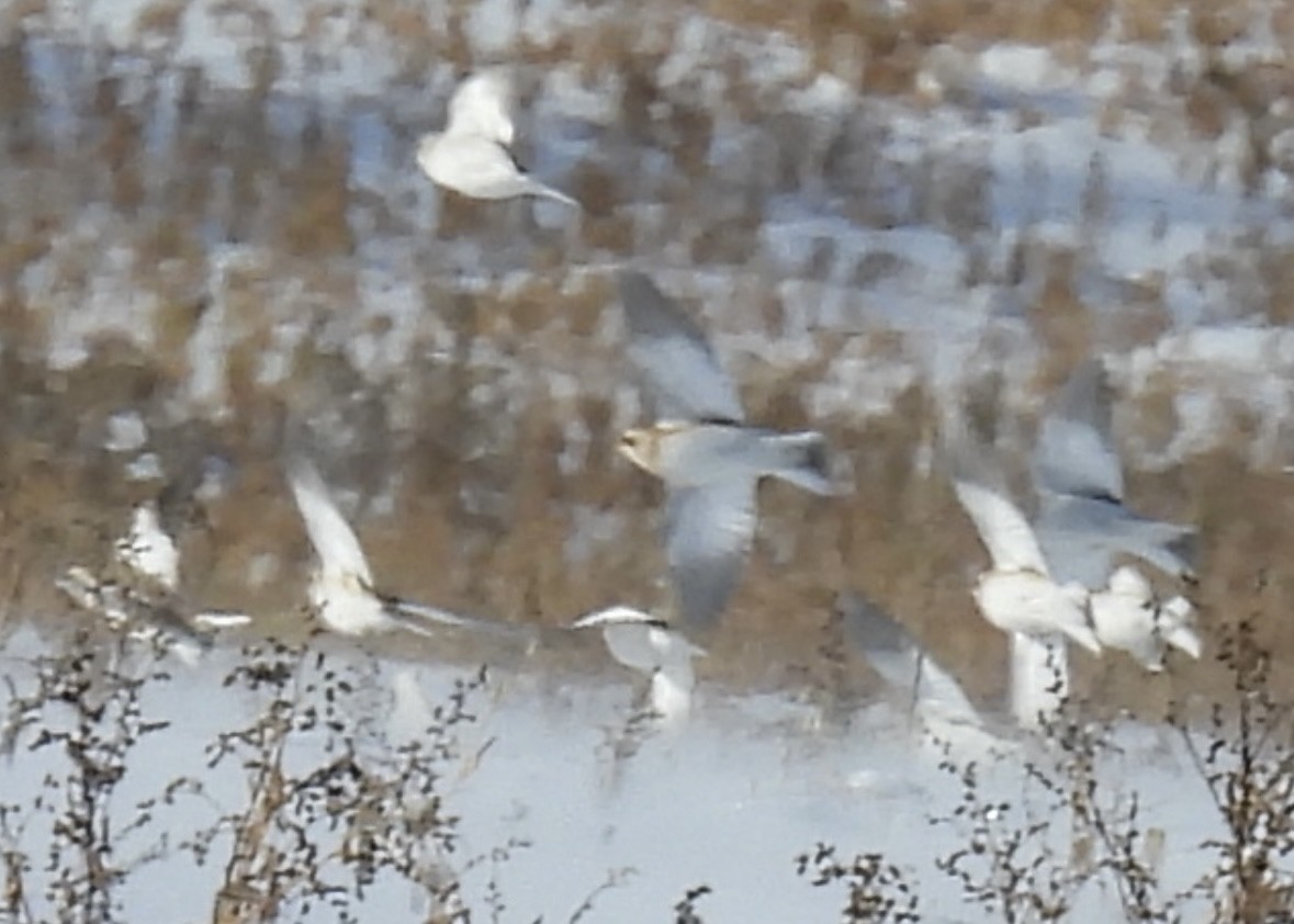 Snow Bunting - ML646774178