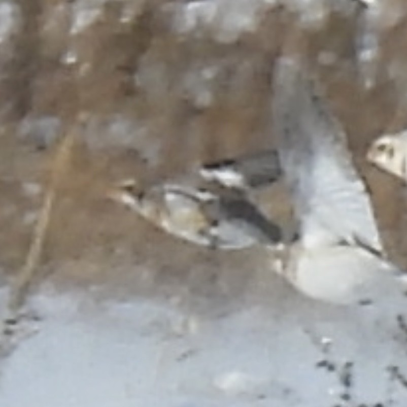 Snow Bunting - ML646774179