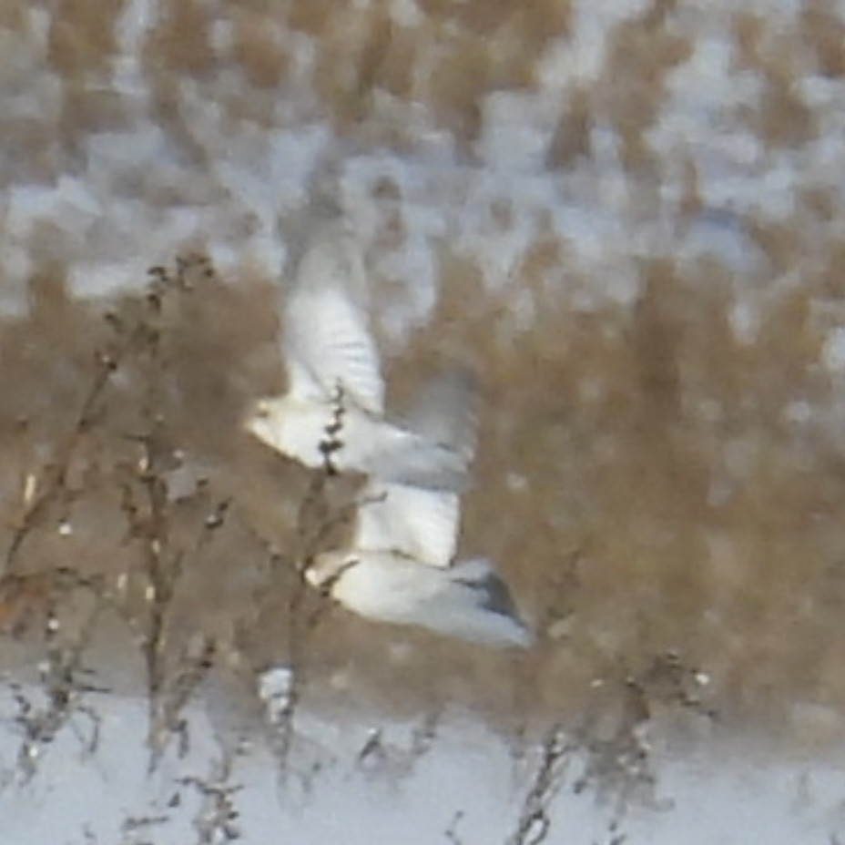 Snow Bunting - ML646774180
