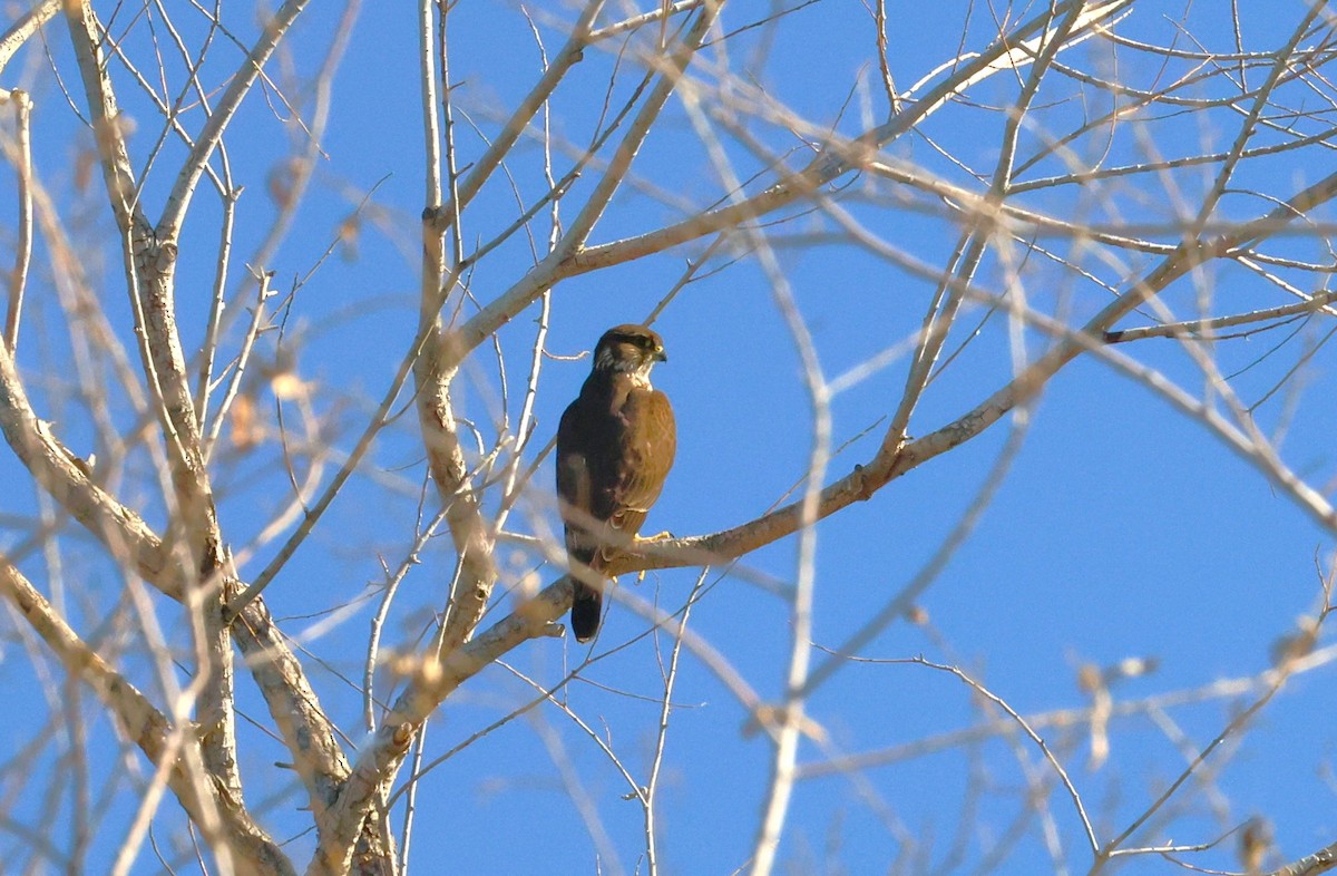 Merlin - ML646774183