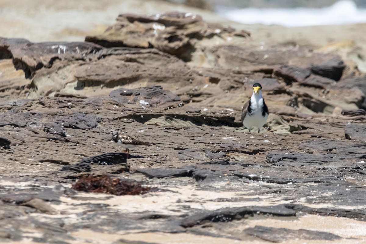 čejka australská - ML646774186