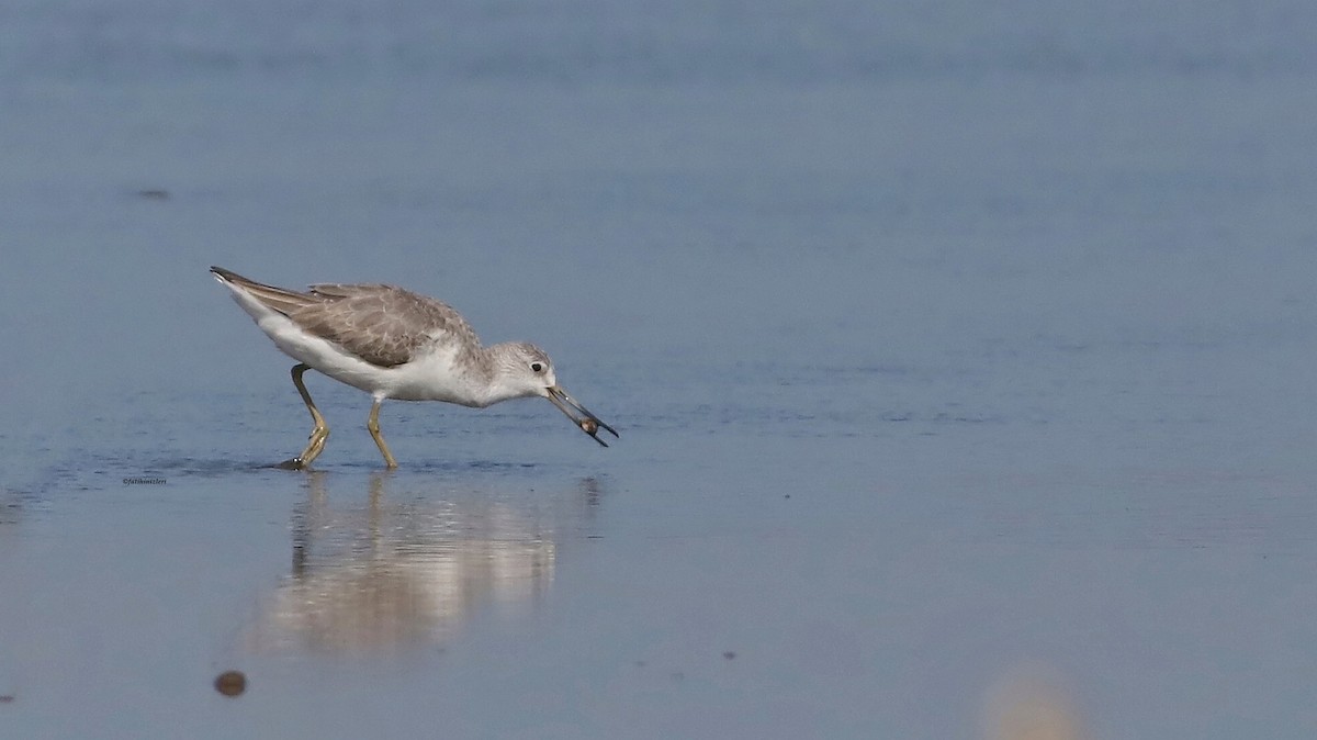 Nordmann's Greenshank - ML646774187