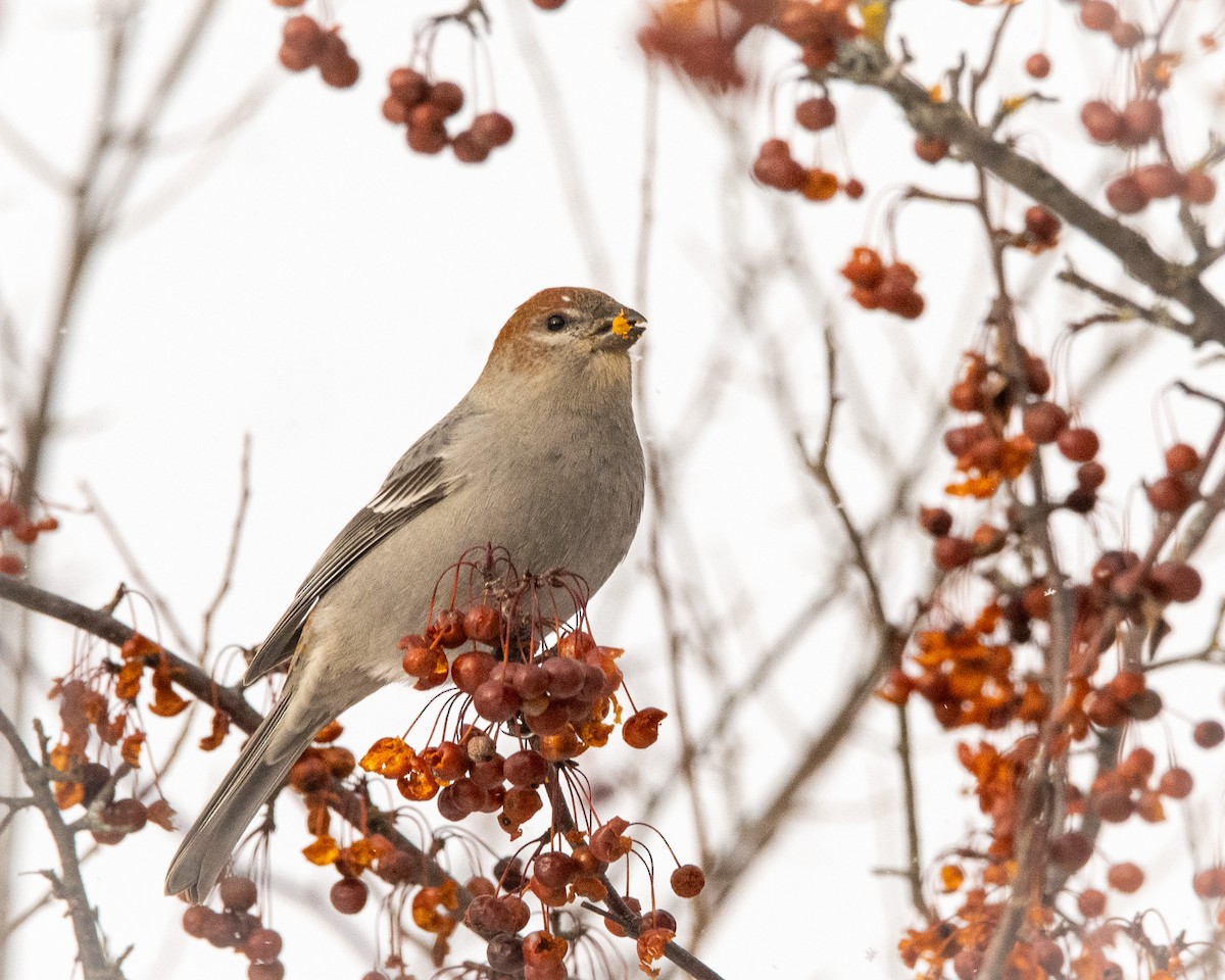 ギンザンマシコ - ML646774190
