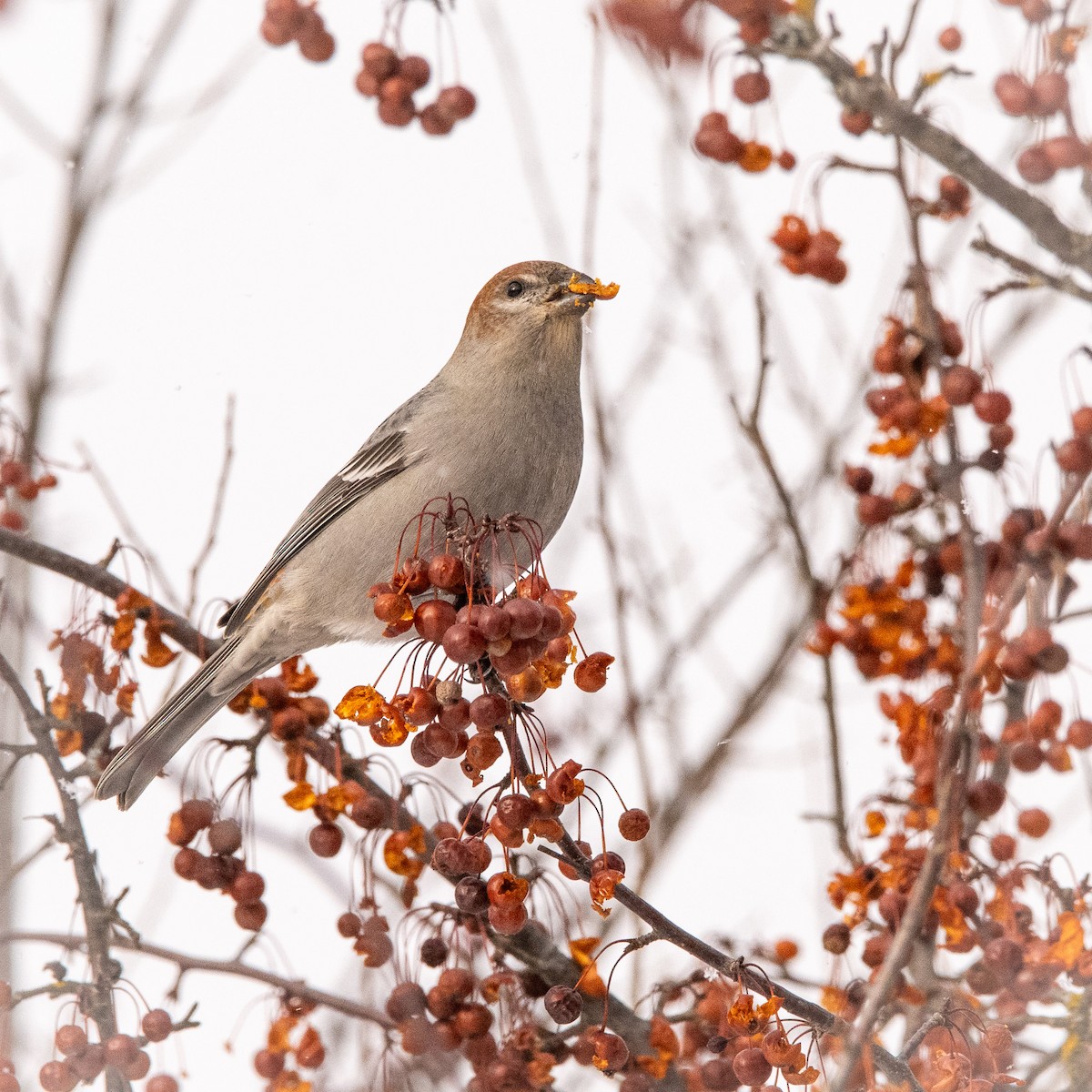 ギンザンマシコ - ML646774191