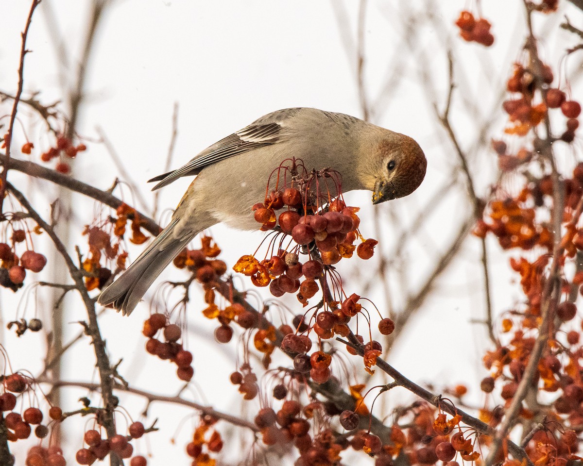 ギンザンマシコ - ML646774192