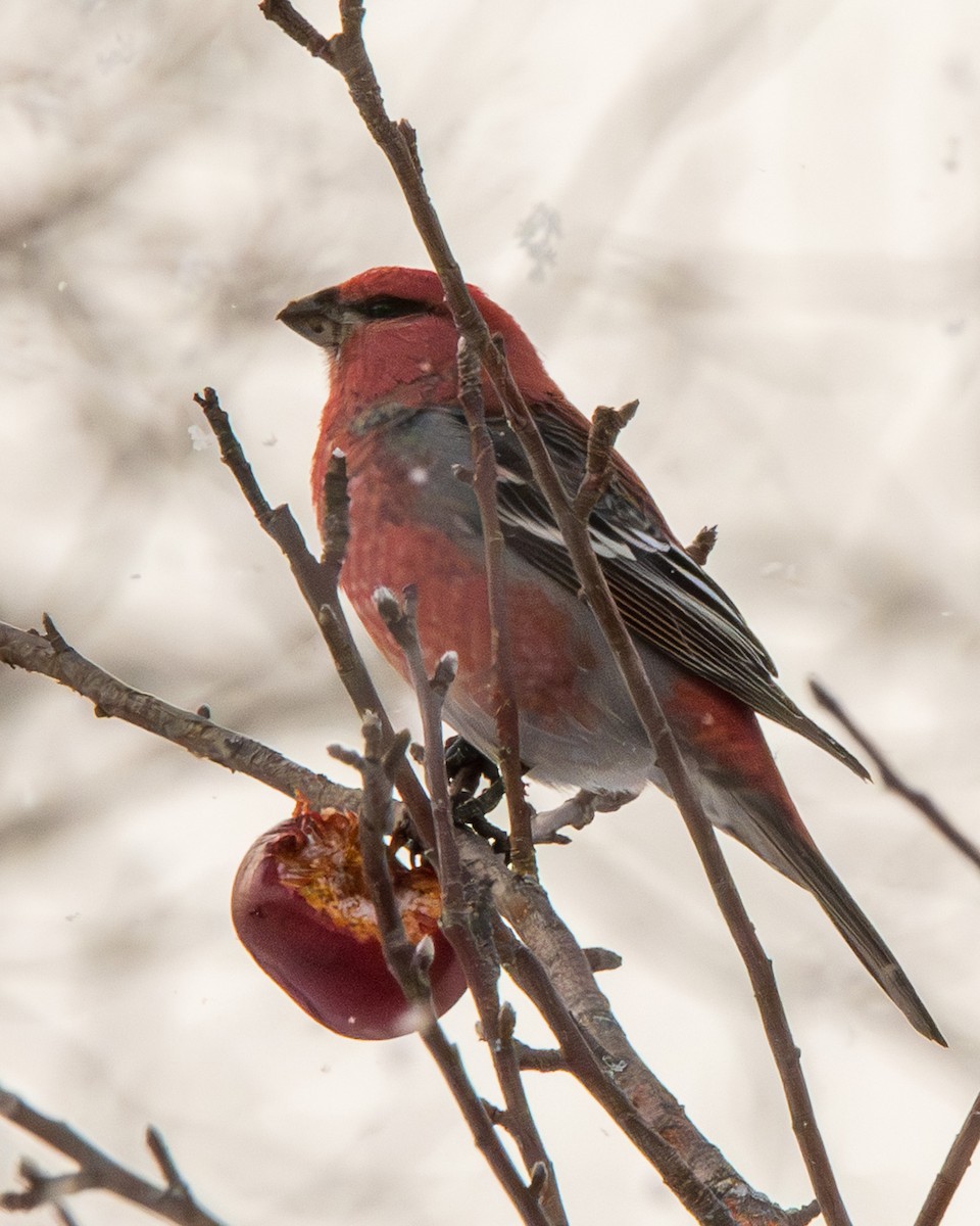 ギンザンマシコ - ML646774193