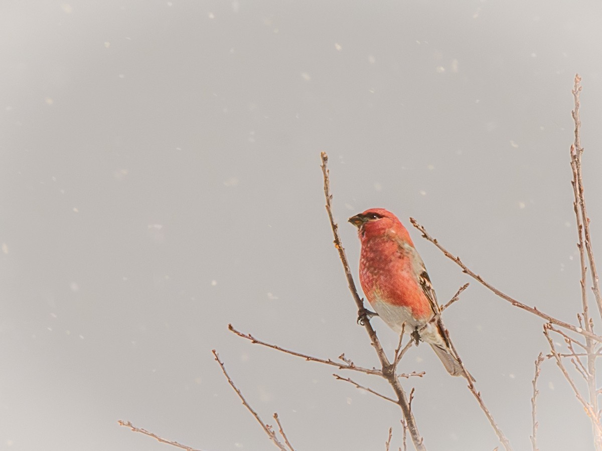 ギンザンマシコ - ML646774194