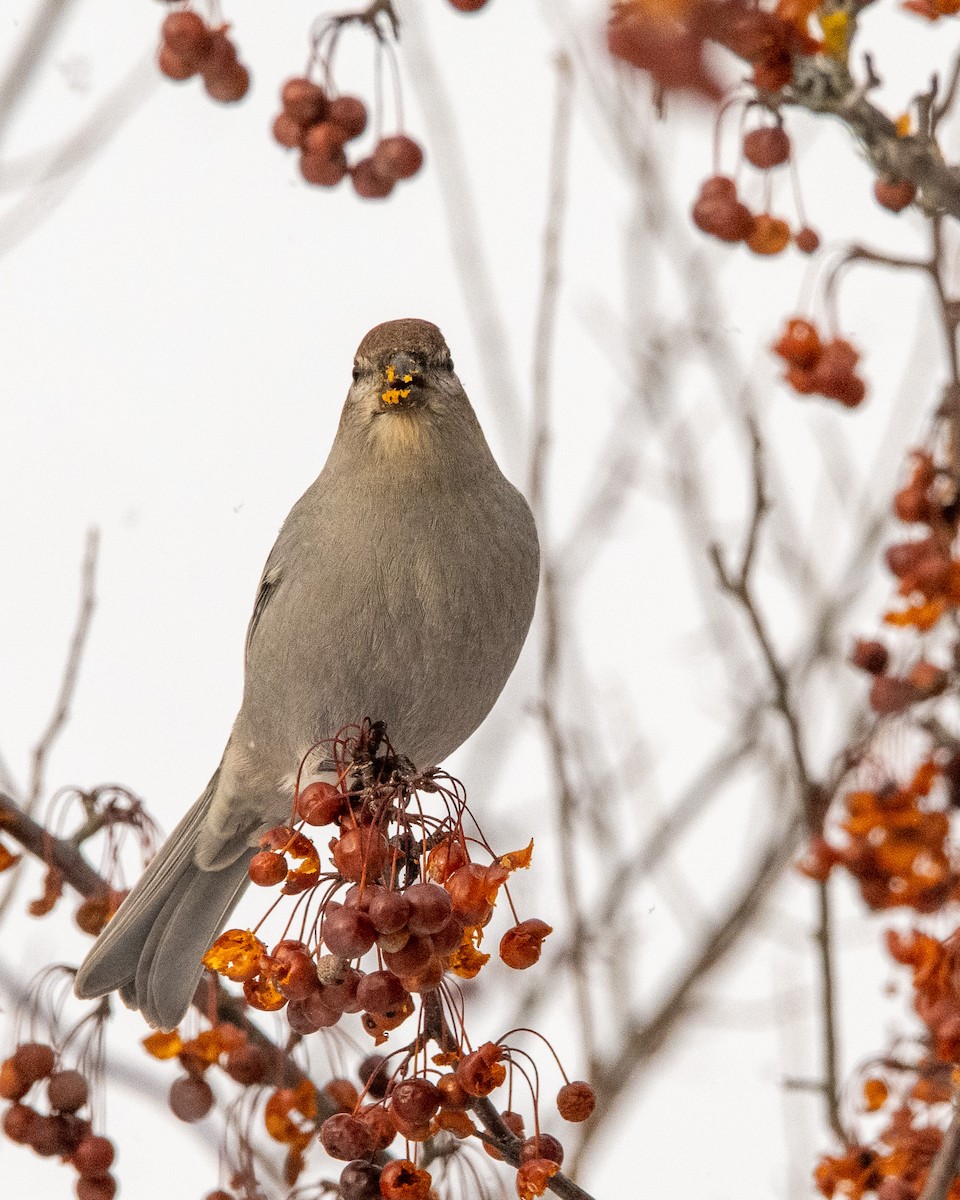 ギンザンマシコ - ML646774195