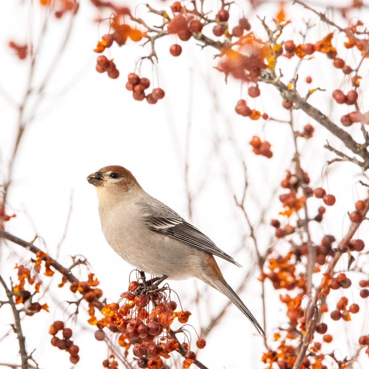 ギンザンマシコ - ML646774196