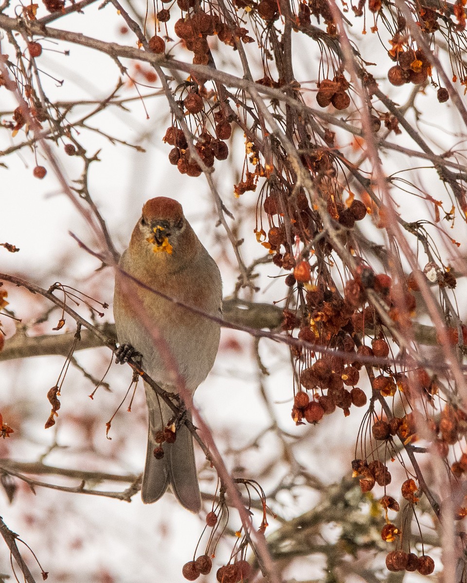 ギンザンマシコ - ML646774197
