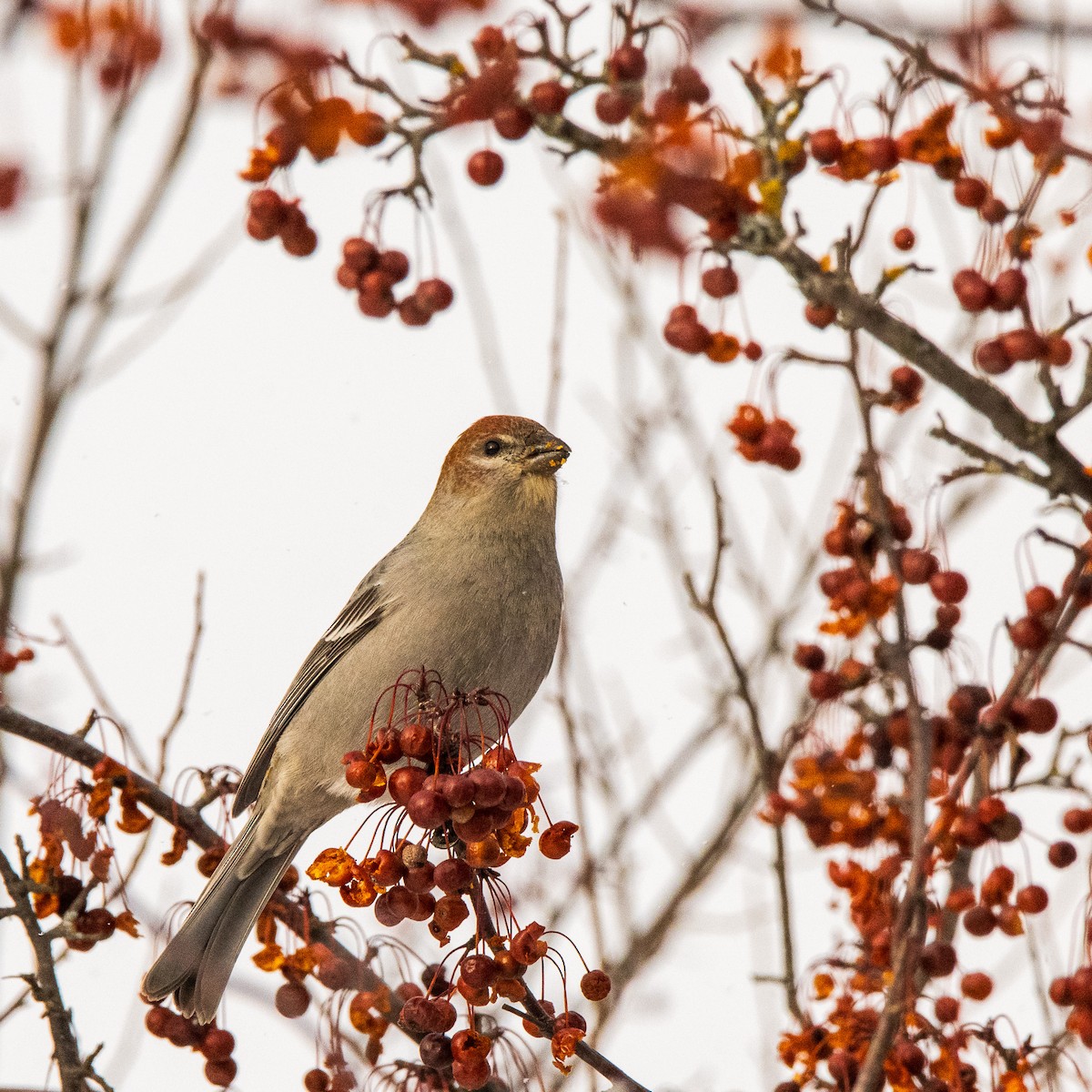 ギンザンマシコ - ML646774198