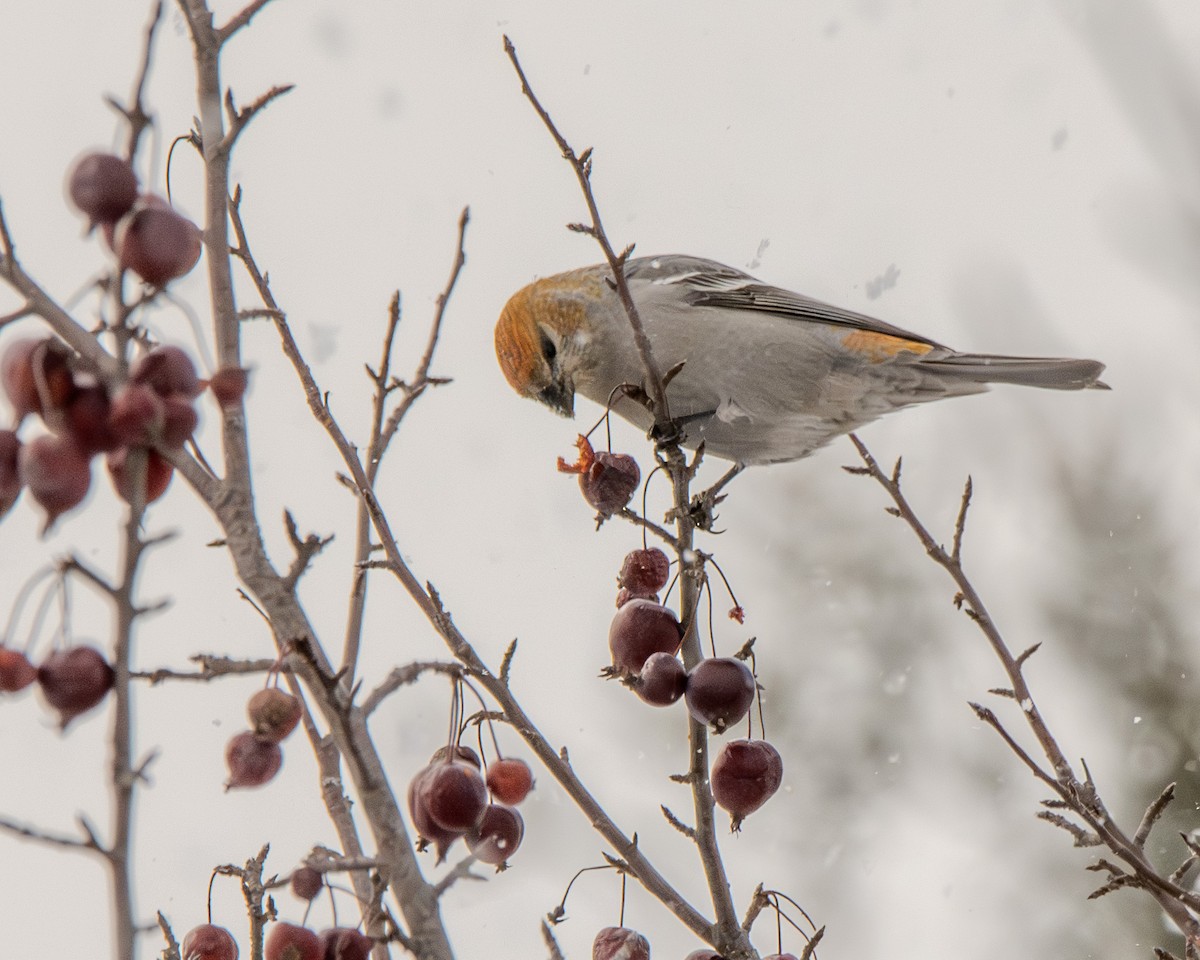 ギンザンマシコ - ML646774200