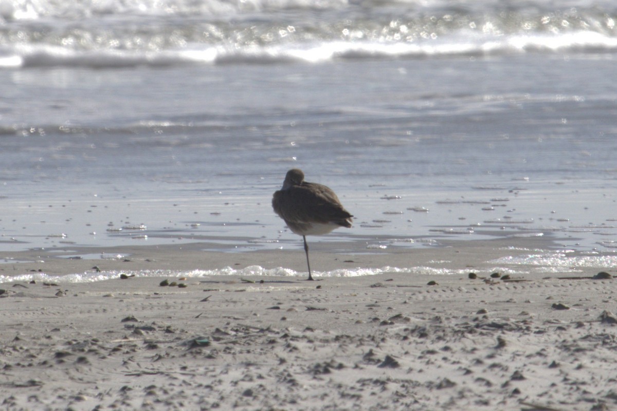 Willet - ML646774201