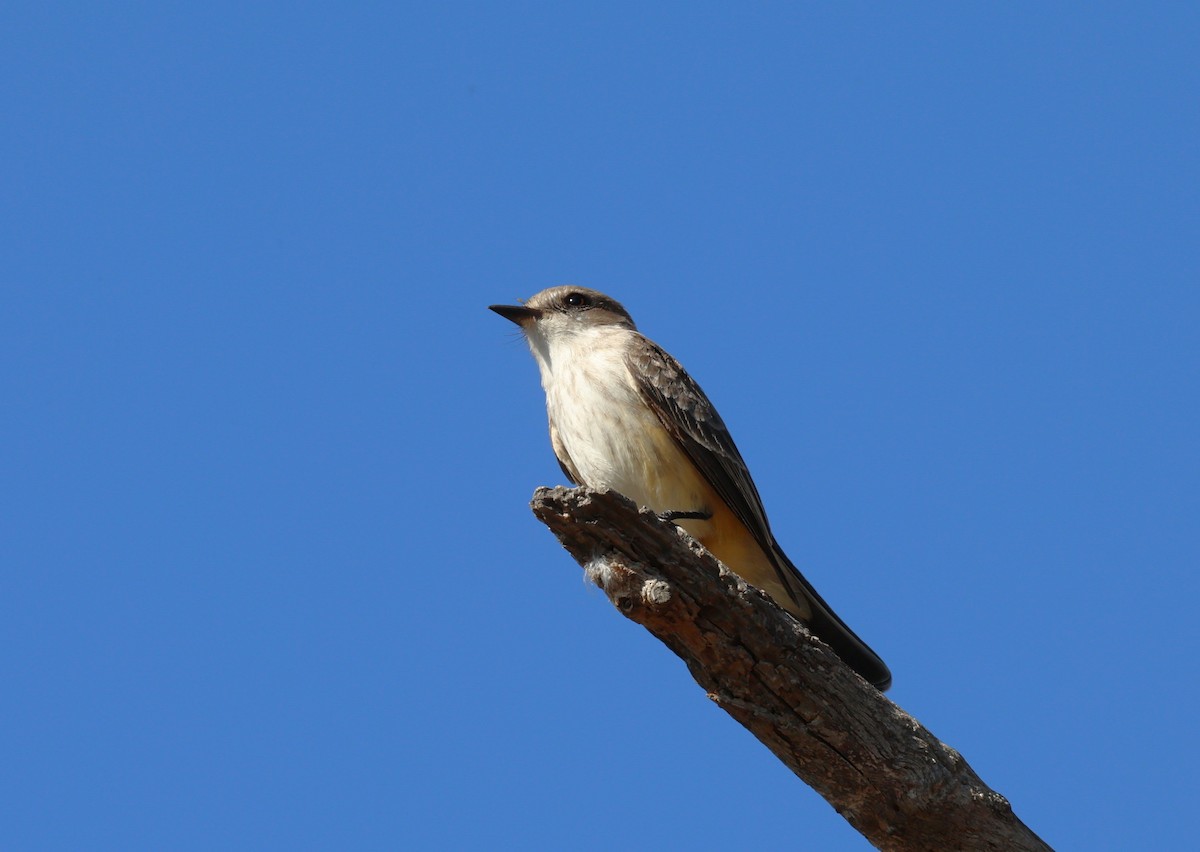 Rubintyrann - ML646774202