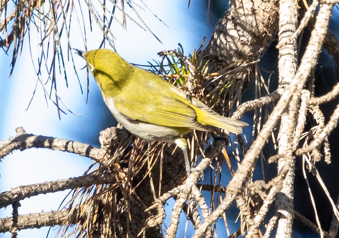 Swinhoebrillenvogel - ML646774203