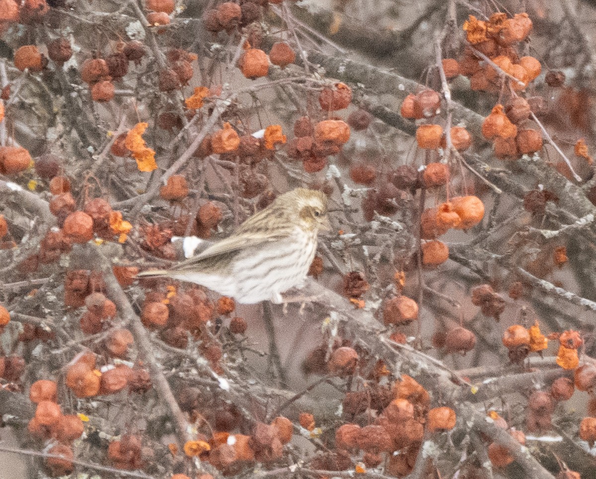 Cassin's Finch - ML646774205