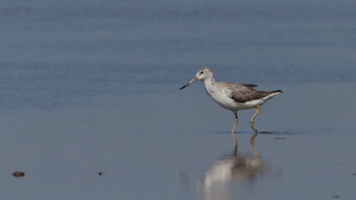 Nordmann's Greenshank - ML646774207
