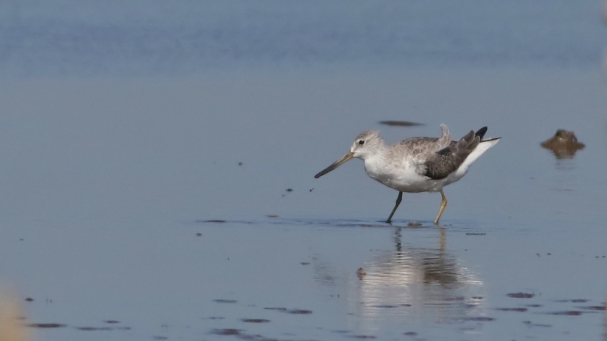 Nordmann's Greenshank - ML646774208