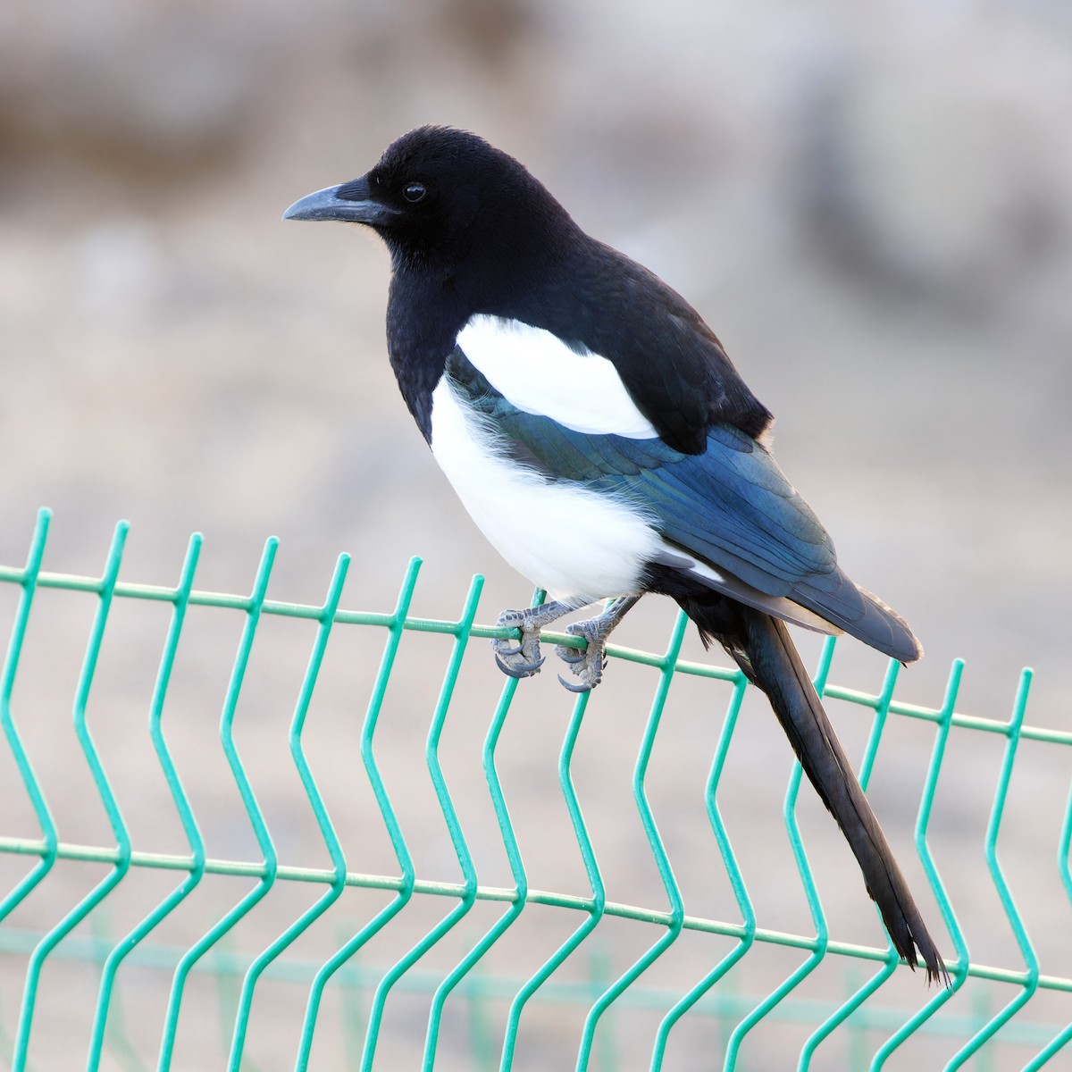 Black-rumped Magpie - ML646774209