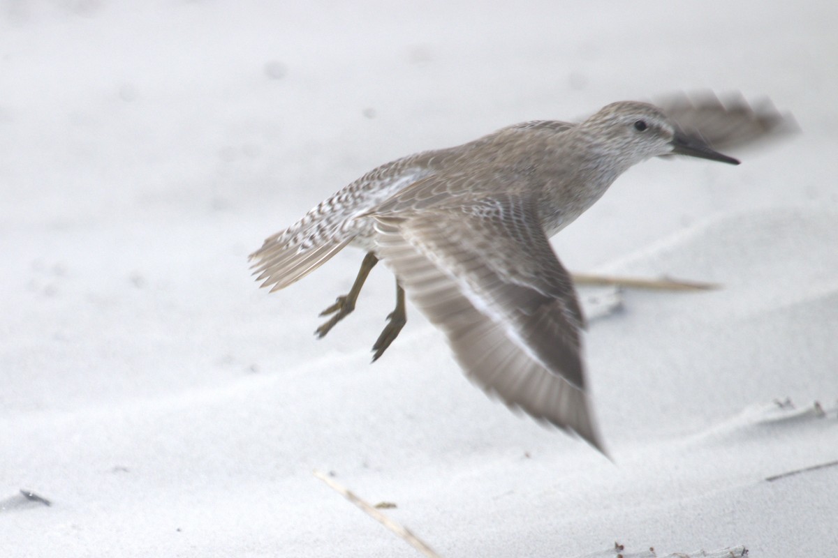 Red Knot - ML646774210