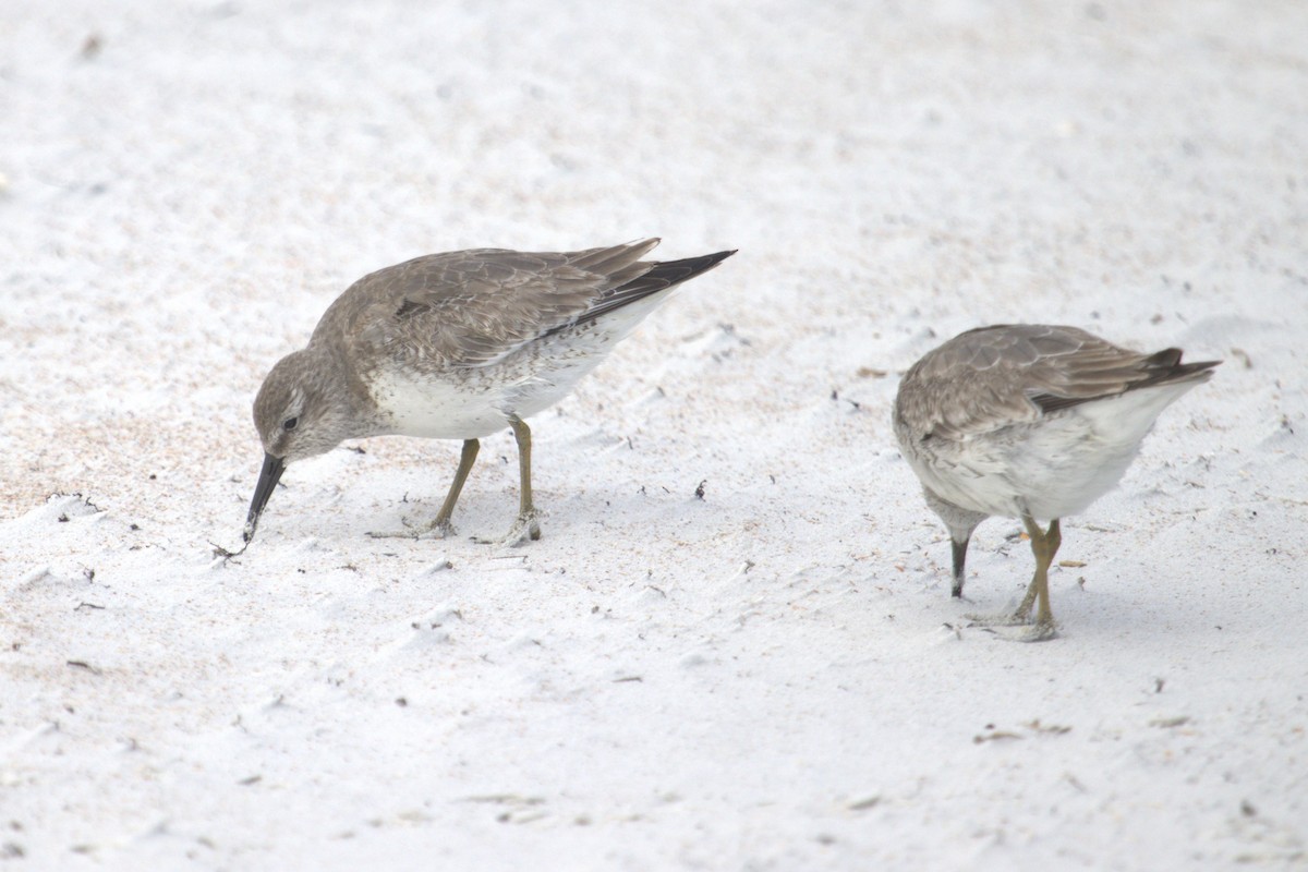 Red Knot - ML646774211