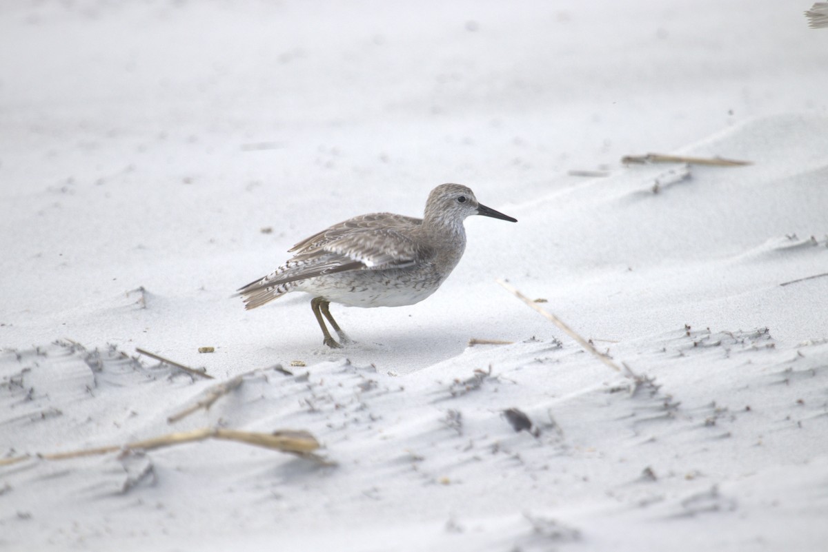 Red Knot - ML646774212