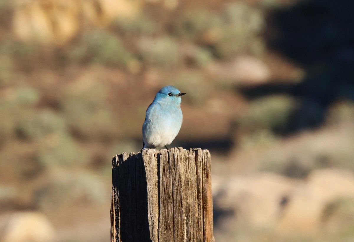 Berghüttensänger - ML646774213