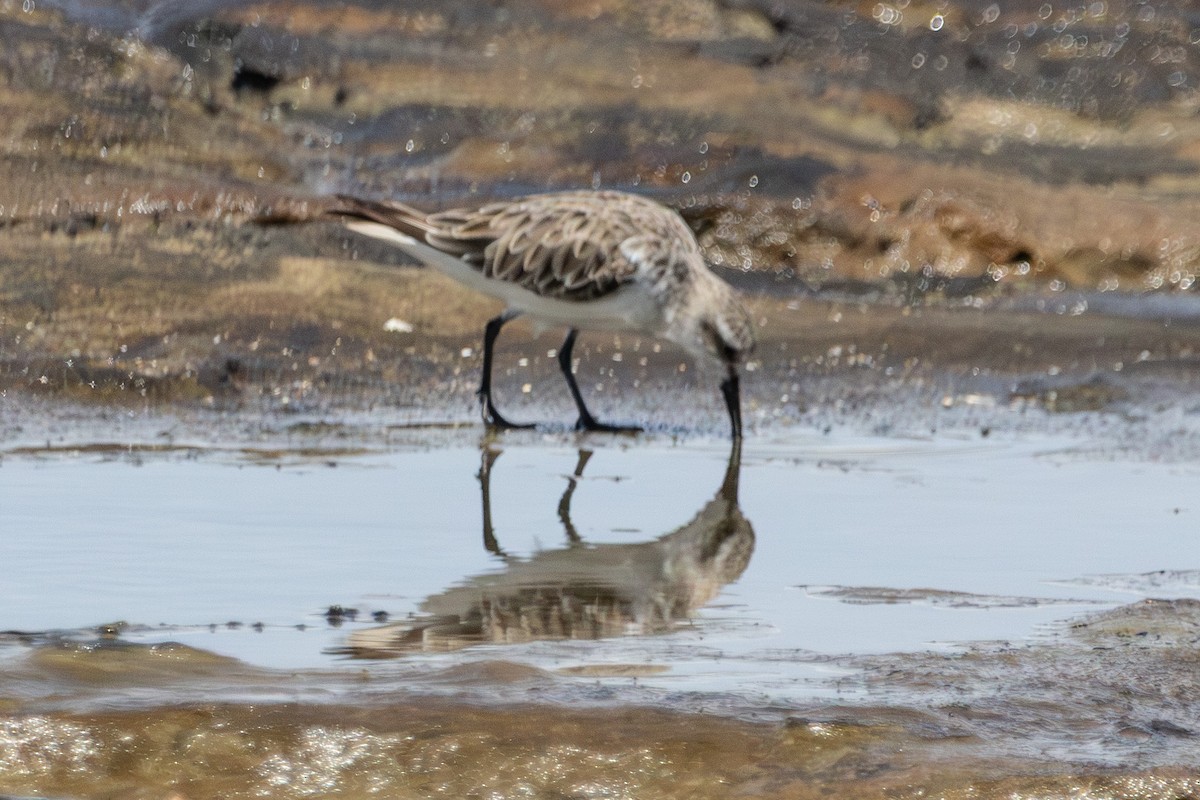 Песочник-красношейка - ML646774215