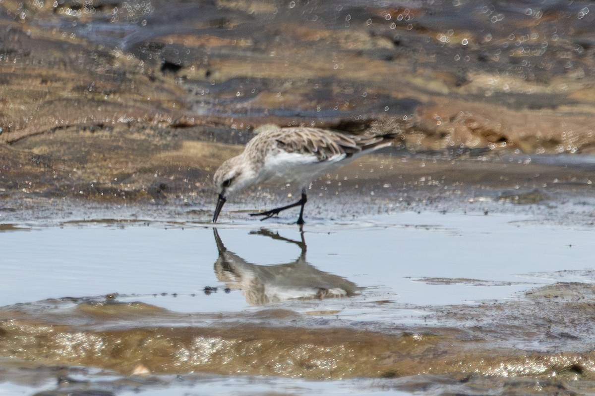 Песочник-красношейка - ML646774216