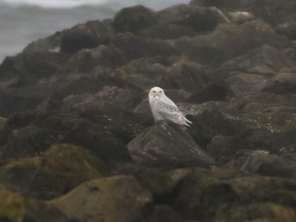 Snowy Owl - ML646774217