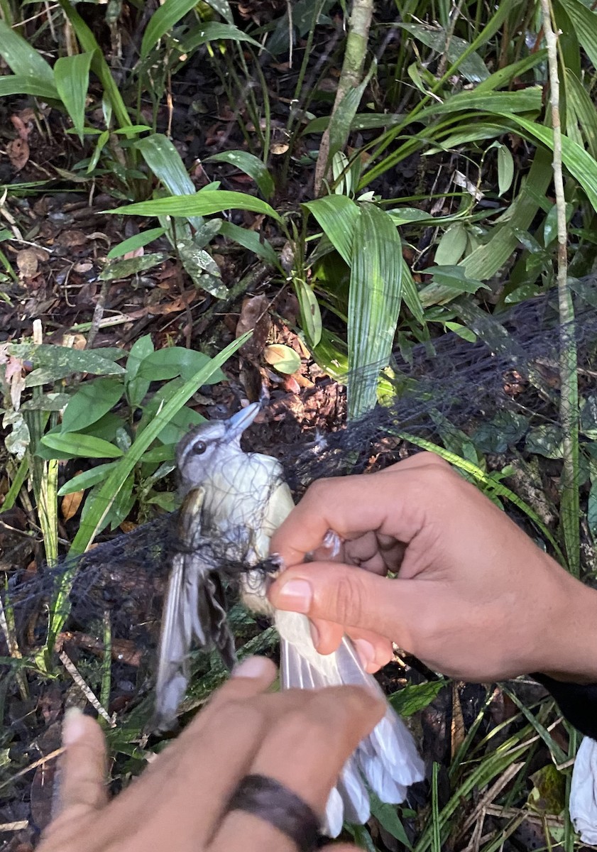 kroknebbylbyl - ML646774218