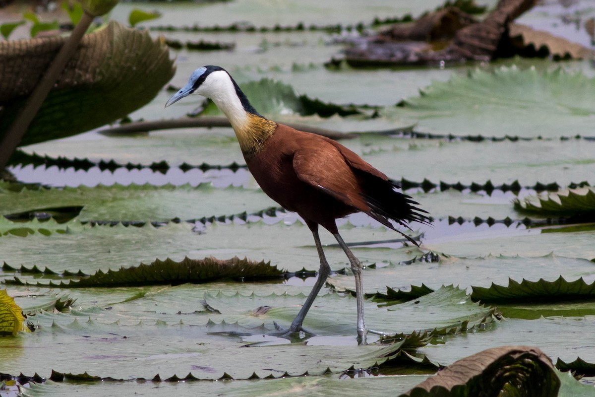 Blaustirn-Blatthühnchen - ML646774219