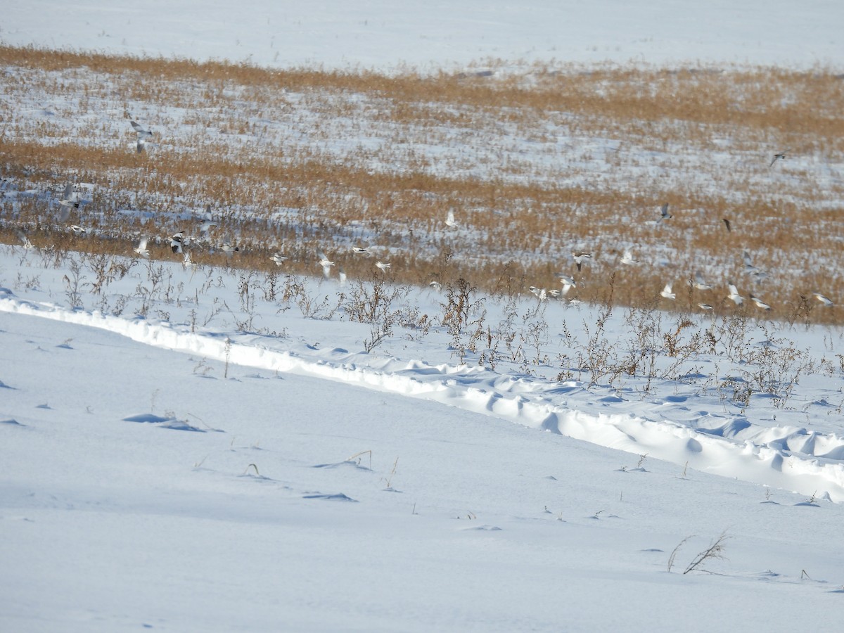 Snow Bunting - ML646774221
