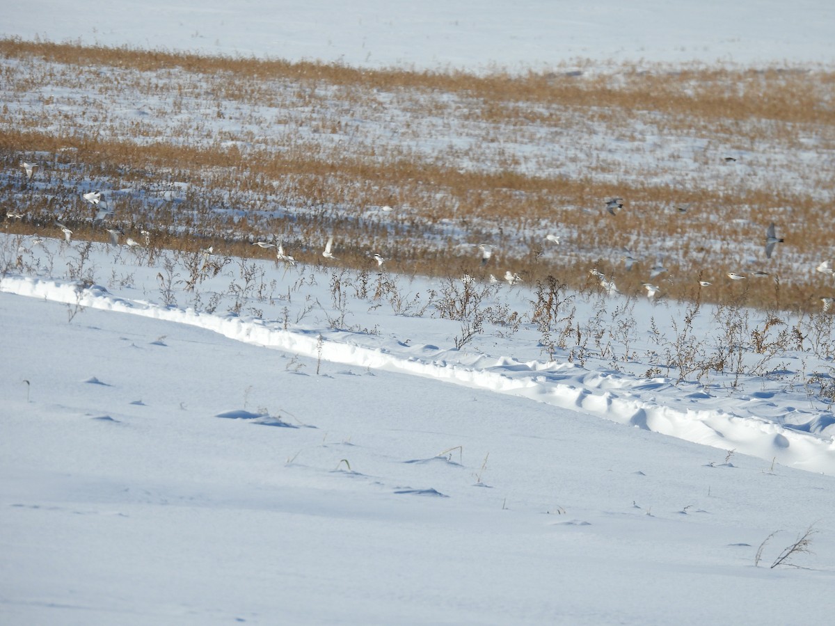 Snow Bunting - ML646774222