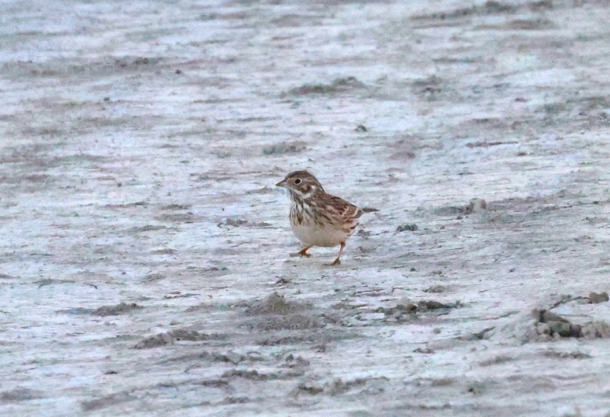 Abendammer - ML646774223