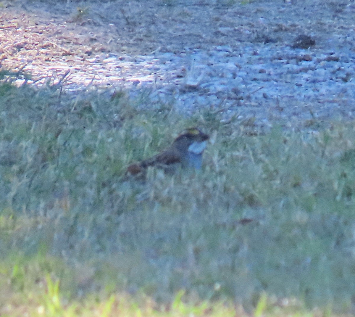 Белогорлая зонотрихия - ML646774224