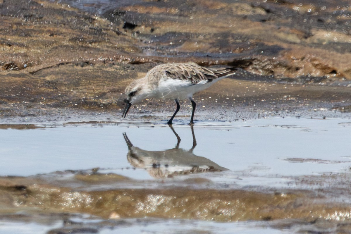 Песочник-красношейка - ML646774225