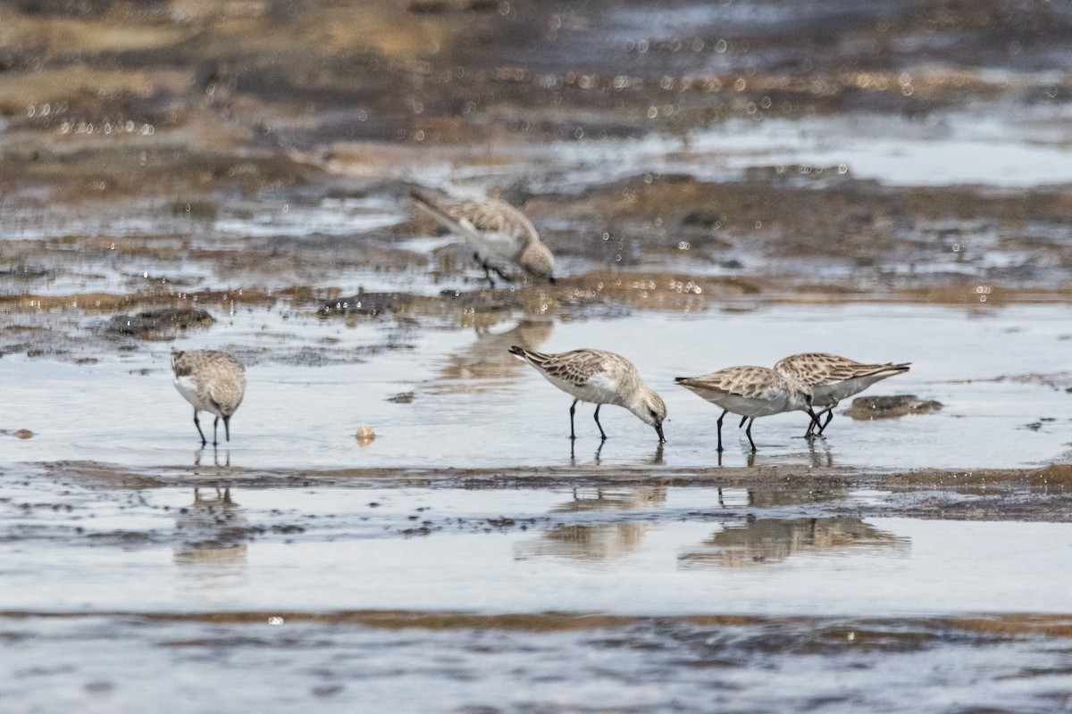 Песочник-красношейка - ML646774228