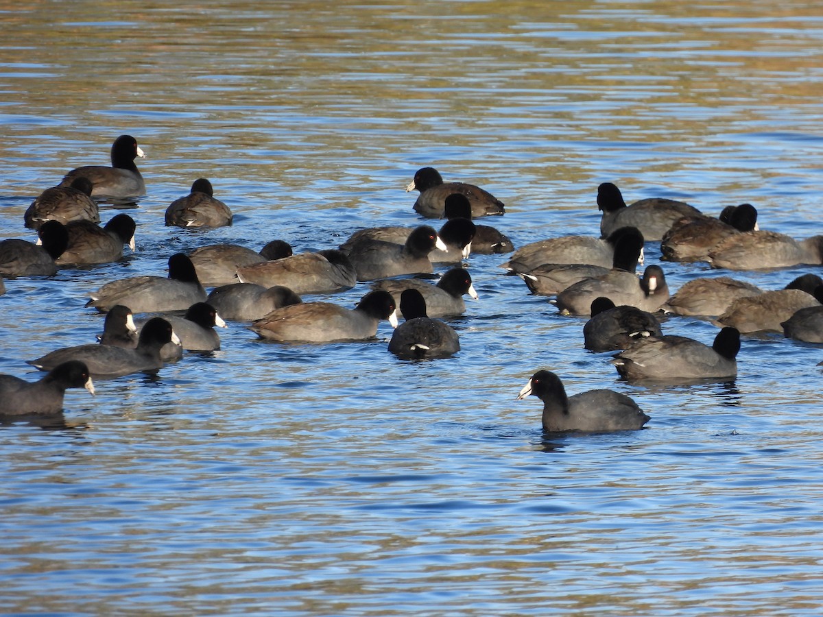 amerikasothøne - ML646774229