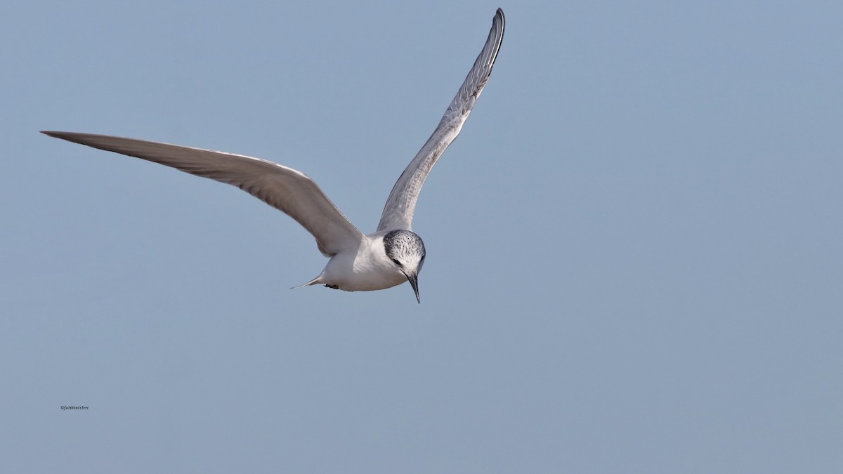 מירומית לבנת-לחי - ML646774230